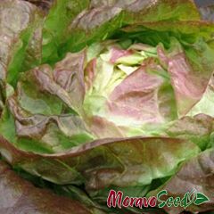 САГІМ / SAGIM - насіння салату, Moravoseed