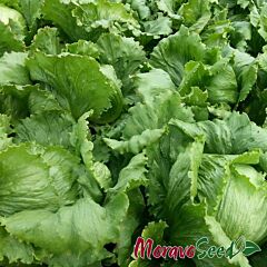 МАУГЛІ / MAUGLI - насіння салату, Moravoseed