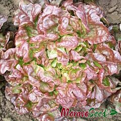 ВЕРАЛА / VERALA - насіння салату, Moravoseed