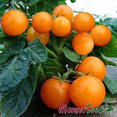 ВЕНУС / VENUS - насіння томата (помідора), Moravoseed