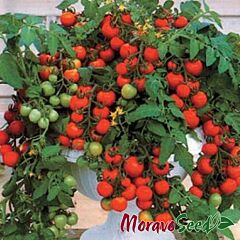 БАЯЯ / BAYAYA - семена томата (помидора), Moravoseed