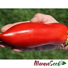 ХУГО / HUGO - насіння томата (помідора), Moravoseed