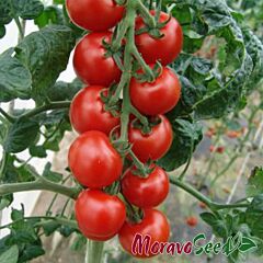 СПЕНСЕР / SPENSER - насіння томата (помідора), Moravoseed