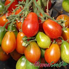 РАДАНА / RADANA - насіння томата (помідора), Moravoseed