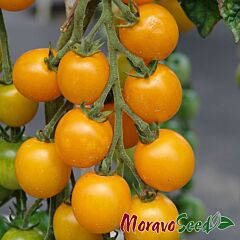 ГОЛДКРОНЕ / GOLDKRONE - семена томата (помидора), Moravoseed