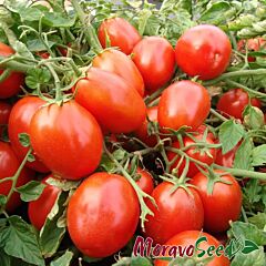 ТЕРІОН / TERION - насіння томата (помідора), Moravoseed
