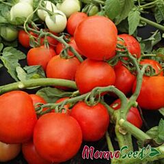ДАЛІМІЛ / DALIMIL - насіння томата (помідора), Moravoseed