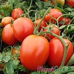 ГАЛЕРА / GALERA - насіння томата (помідора), Moravoseed