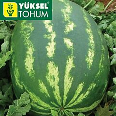 ДЕМРЕ (ВІЗІРЬ) F1 / DEMRE (VIZIR) F1 - насіння кавуна, Yuksel Tohum