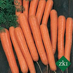 НАНТЕС СТРОНГ / NANTHES STRONG - семена моркови, INNOVA SEEDS