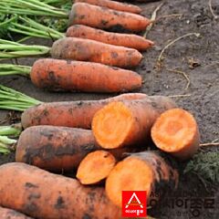 НЬЮ КУРОДА / NEW KURODA - насіння моркви, Asia Seed