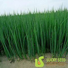 ПИКАНТЕ / PIKANTE - семена лука, Lucky Seed