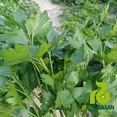 ФЕЛИЦИЯ - семена петрушки, Rijk Zwaan
