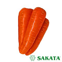 КУРОДА ПАУЭР / KURODA PAUER - семена моркови, Sakata