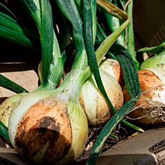 СЕНШУЙ ЕЛЛОУ / SENSHYU YELLOW - семена лука, Cora Seeds