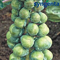 С АБАКУС F1 / ABACUS F1 - семена брюссельской капусты, Syngenta