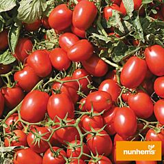 АДВАНС F1 / ADVANCE F1 - семена томата (помидора), Nunhems