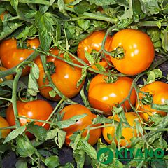 АЙСАН (КС 18) F1 / AISAN (KS 18) F1 - насіння томата (помідора), Kitano Seeds