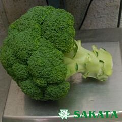 АХІЛЕС F1 / AKHILES F1 - насіння капусти броколі, Sakata