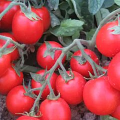 АЛЬБАРОССА F1 / ALBAROSSA F1 - насіння томата (помідора), Cora Seeds