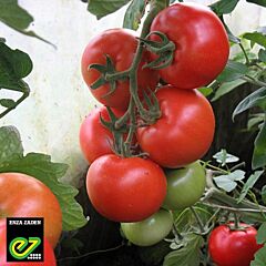 АЛИНДИ 811 F1 / ALINDI 811 F1 - семена индетерминантного томата, Enza Zaden