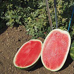 АМИНА F1 / AMINA F1 - семена арбуза, Clause