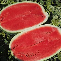 АМИНА F1 / AMINA F1 - семена арбуза, Clause