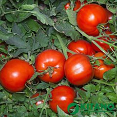 АНИТА F1 / ANITA F1 - семена томата (помидора), Kitano Seeds