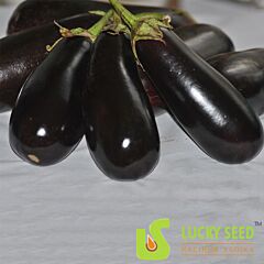 АНТРАЦИТ F1 / ANTRATCIT F1 - насіння баклажана, Lucky Seed