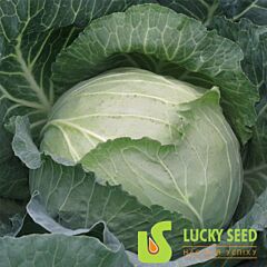 АРКАДІЯ F1 / ARKADIA F1 - насіння білоголової капусти, Lucky Seed