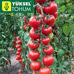 АРОМА F1 / AROMA F1 - насіння томату черрі, Yuksel Tohum