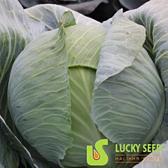 АСКАНИЯ F1 / ASKANIA F1 - семена белокачанной капусты, Lucky Seed