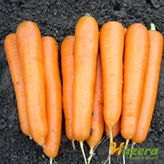 АТИЛИО F1 / ATILIO F1 - семена моркови, Hazera