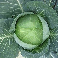 ОТМ КІНГ F1 / AUTUMN KING F1 - насіння білоголової капусти, Takii Seeds