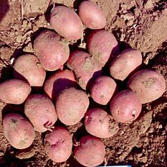 Балтик Роуз — картофель семенной (2 репродукция), 5 кг