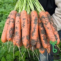 БАЛТІМОР F1 / BALTIMORE F1 - насіння моркви, Bejo