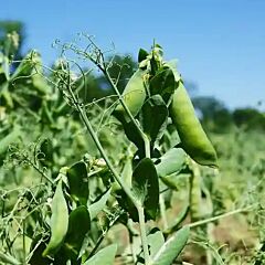 БАЛТРАП  — озимый горох, AGRO SEME