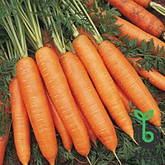 БАНГОР F1 / BANGOR F1 - насіння моркви, Bejo