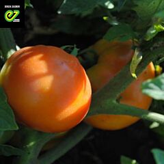 БЕХРАМ F1 / BEKHRAM F1 - насіння детермінантного томату, Enza Zaden