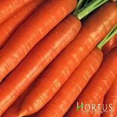 БЕРЛІКУМ / BERLIKUM - насіння моркви, Hortus