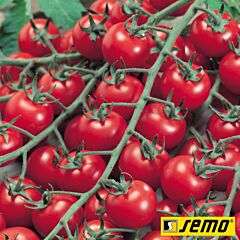 БИБИ F1 / BIBI F1 - семена томата (помидора), Semo