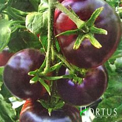 БІГ БЛЕК / BIG BLACK - насіння томата (помідора), Hortus