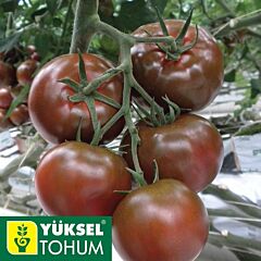 БІГ САШЕР F1 / BIG SASHER F1 - насіння томату, Yuksel Tohum