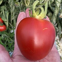 БИЛЬБАО F1 / BILBAO F1 - семена томата (помидора), Clause