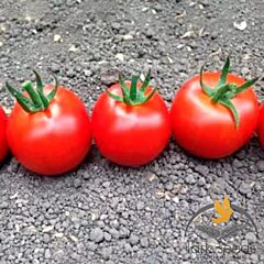БЛЕЙЗ F1 (1617 F1) / BLEIZ F1 F1 - насіння томата (помідора), Lark Seeds