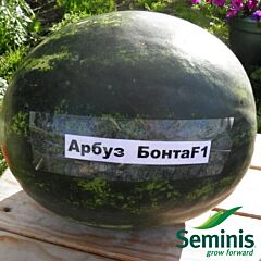 БОНТА F1 / BONTA F1 - семена арбуза, Seminis