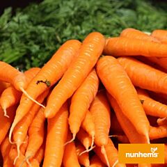 БРІЛЛІАНС F1 / BRILLIANS F1 - насіння моркви, Nunhems
