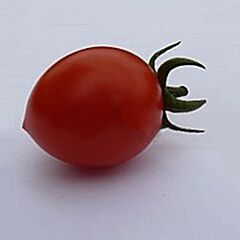 БРИЛЛО F1 / BRILLO F1 - семена томата (помидора), Sais