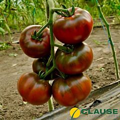 БРОНЗОН F1 / BRONSON F1 - насіння індетермінантного томату, Clause