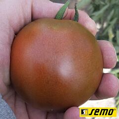 БРУНИТО F1 / BRUNITO F1 - семена томата (помидора), Semo